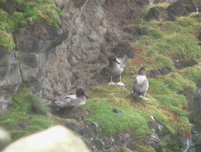Light-mantled Sooty Albatross